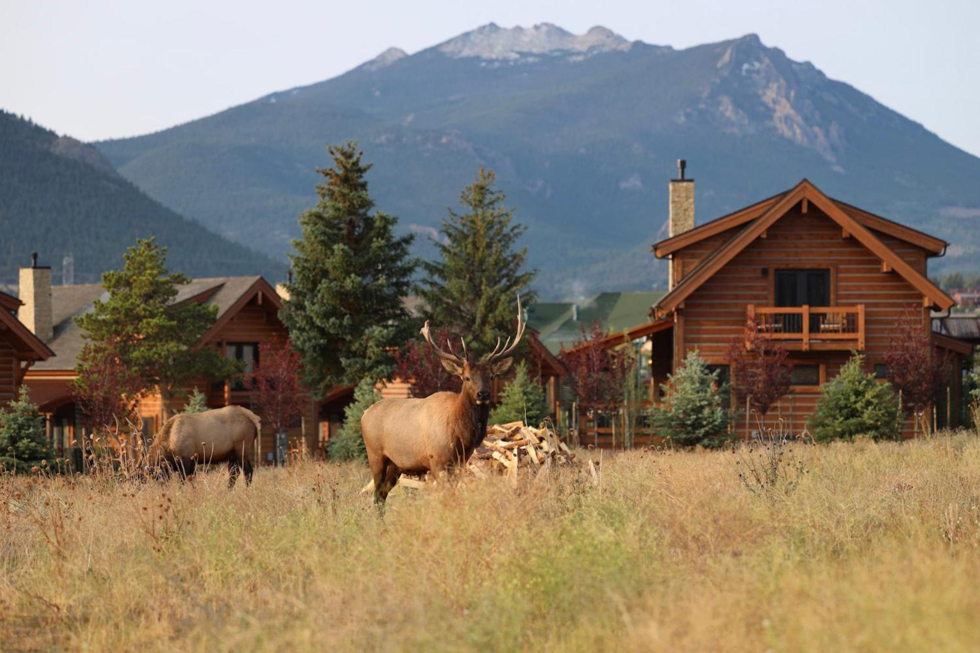 Chic Retreat Indoor Outdoor Fireplace, Private Jacuzzi, Great Location! Estes Park Dış mekan fotoğraf